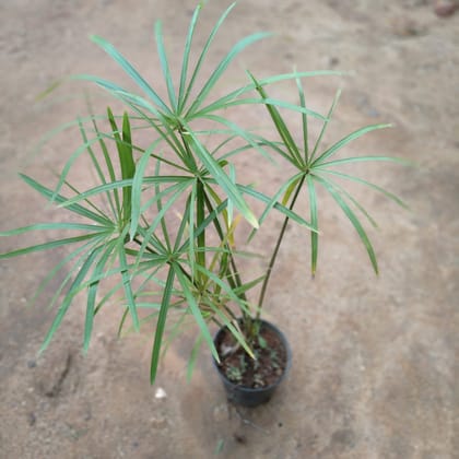 Buy Umbrella Palm  in 6 Inch Nursery Pot Online | Urvann.com