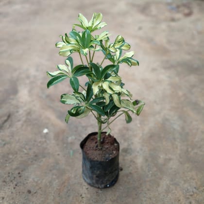 Buy Schefflera Green  in 5 Inch Nursery Bag Online | Urvann.com