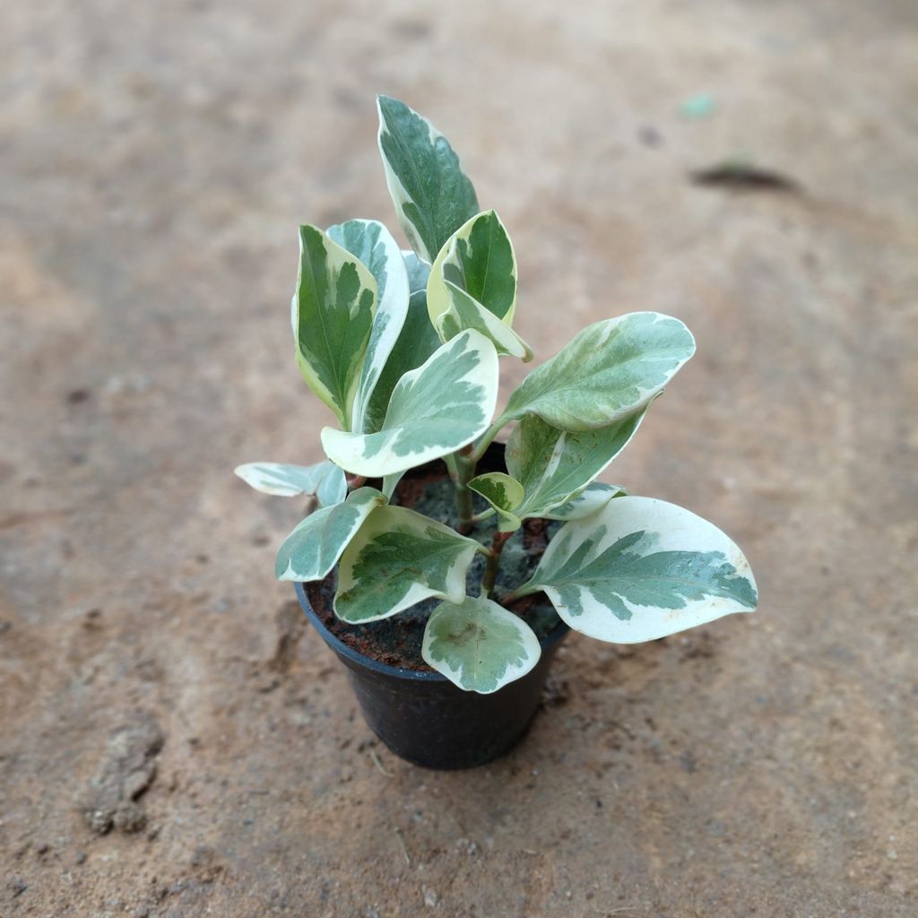 Peperomia / Radiator Plant Variegated in 4 Inch Nursery Pot