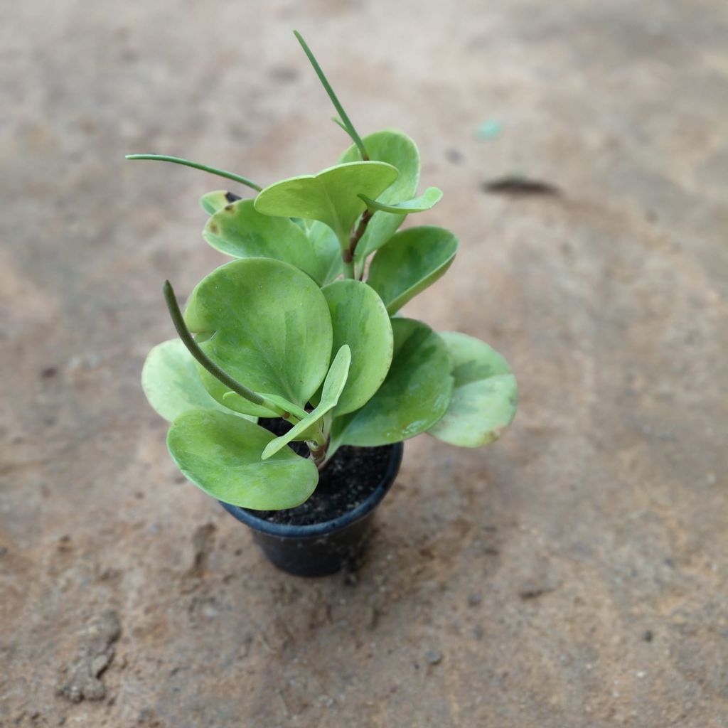 Peperomia / Radiator Plant Green in 4 Inch Nursery Pot