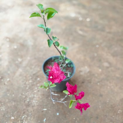 Buy Bougainvillea Pink  in 5 Inch Nursery Pot Online | Urvann.com