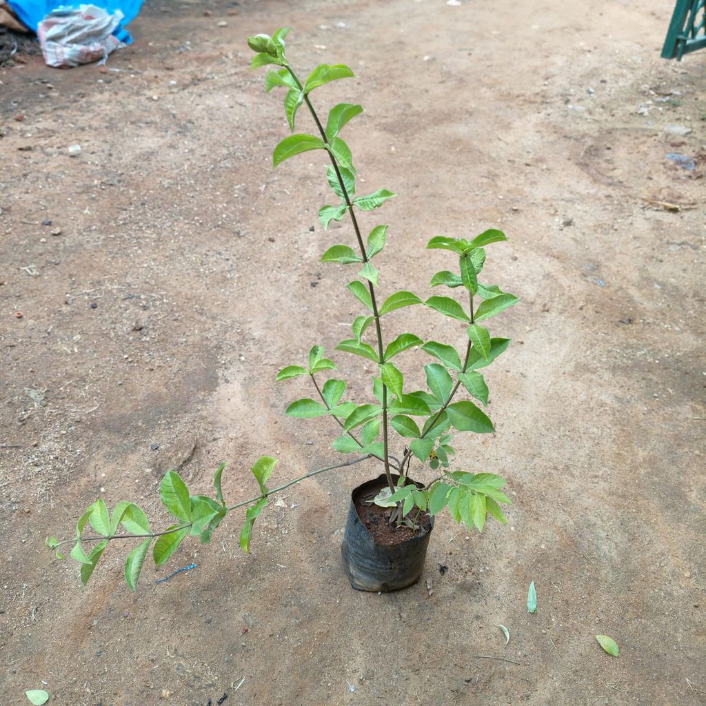 Allamanda Purple in 5 Inch Nursery Bag