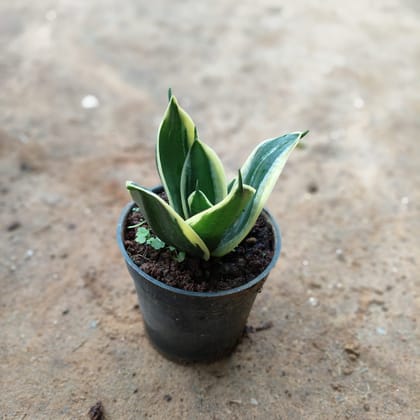 Buy Snake Yellow  in 4 Inch Nursery Pot Online | Urvann.com