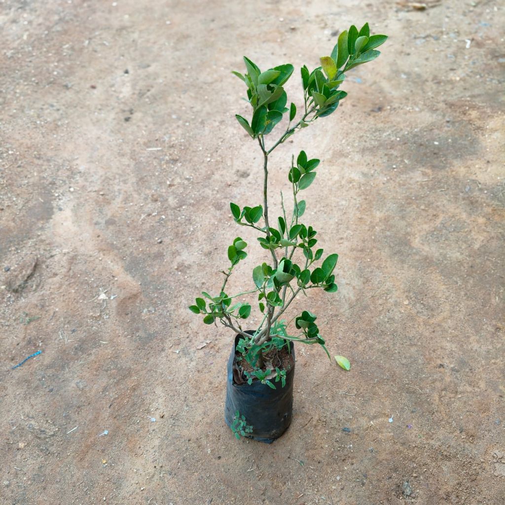 Lemon / Nimbu Plant in 7 Inch Nursery Bag