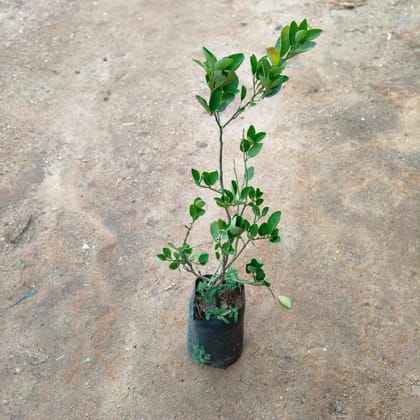 Buy Lemon / Nimbu Plant in 7 Inch Nursery Bag Online | Urvann.com