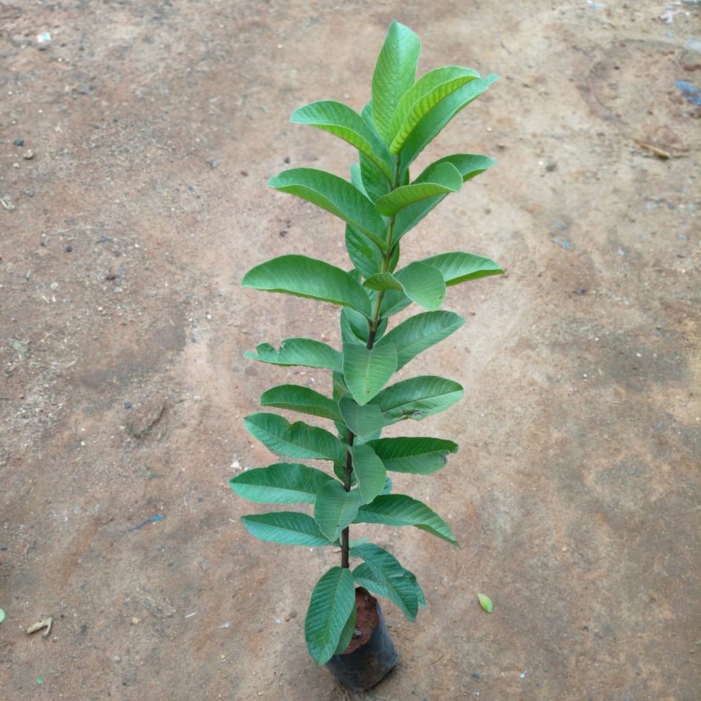 Amrood / Guava Plant in 7 Inch Nursery Bag