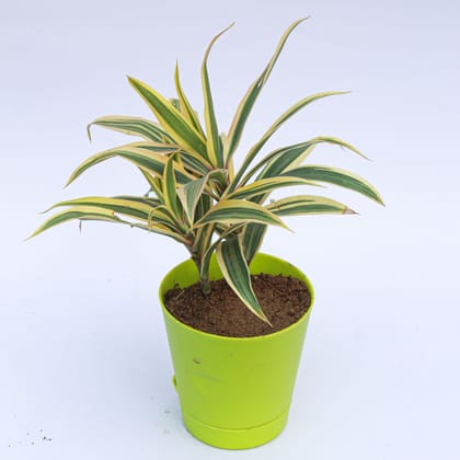 Buy Song of India in 4 Inch Green Florence Self Watering Pot Online | Urvann.com