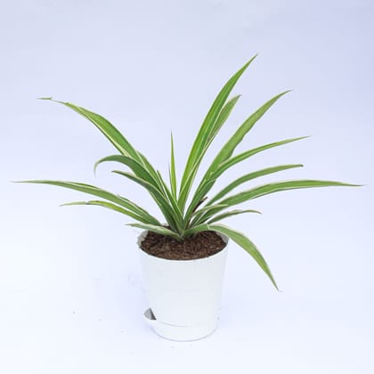 Buy Spider in 4 Inch White Florence Self Watering Pot Online | Urvann.com