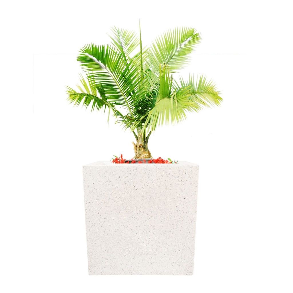 8 X 8 Inch White Premium Kyvos Fiberglass Planter - Durable large size decoratiive fiber pot for indoor outdoor plants with 5 year warranty