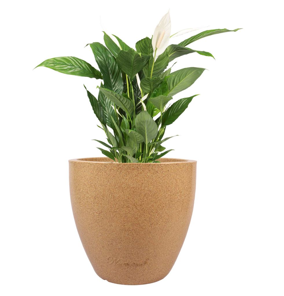 10 X 10 Inch Sandstone Premium Convessa Fiberglass Planter - Durable large size decoratiive fiber pot for indoor outdoor plants with 5 year warranty