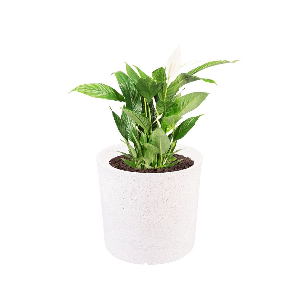 11 X 11 Inch White Premium Dochieo Fiberglass Planter - Durable large size decoratiive fiber pot for indoor outdoor plants with 5 year warranty