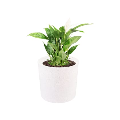 Buy 11 X 11 Inch White Premium Dochieo Fiberglass Planter Online | Urvann.com