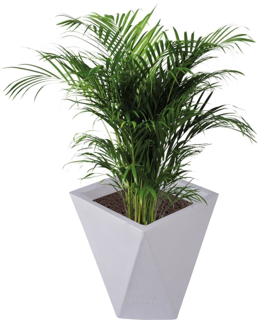 8 X 12 Inch White Premium Fantasia Fiberglass Planter - Durable large size decoratiive fiber pot for indoor outdoor plants with 5 year warranty