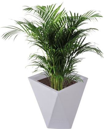 Buy 8 X 12 Inch White Premium Fantasia Fiberglass Planter Online | Urvann.com