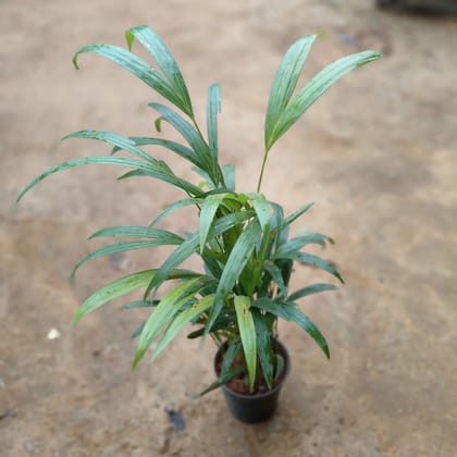 Buy Areca Palm Dwarf in 5 Inch Nursery Pot Online | Urvann.com