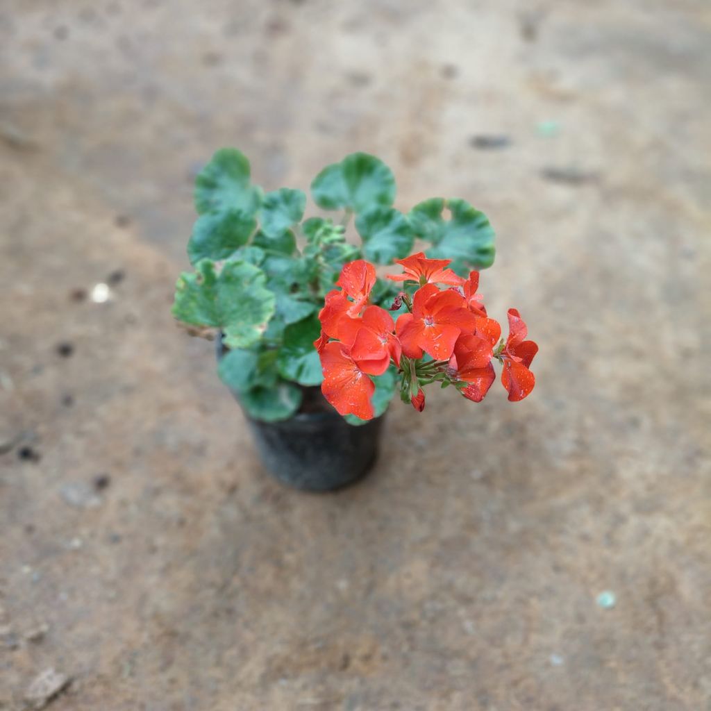 Geranium Red in 5 Inch Nursery Pot