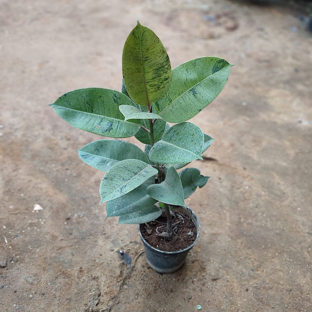 Rubber Variegated Green in 5 Inch Nursery Pot