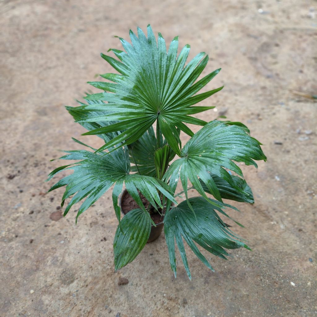 China / Fan Palm in 5 Inch Nursery Pot