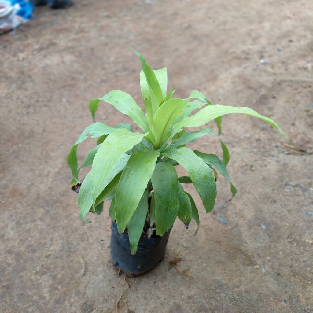 Dracaena Golden in 7 Inch Nursery Bag