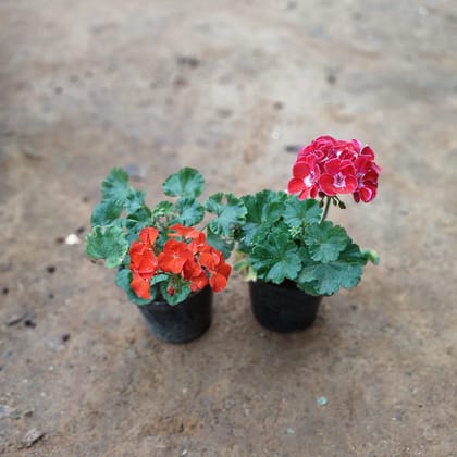 Buy Set of 2 - Geranium (Red & Pink) in 5 Inch Nursery Pot Online | Urvann.com
