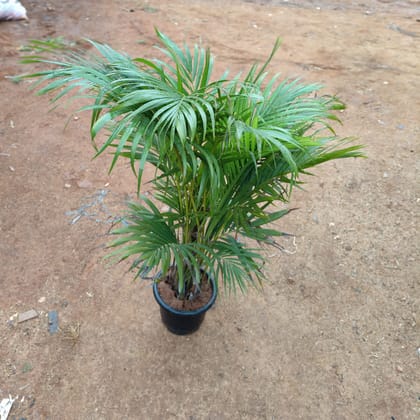 Buy Areca Palm (~ 2 Ft) in 10 Inch Nursery Pot Online | Urvann.com