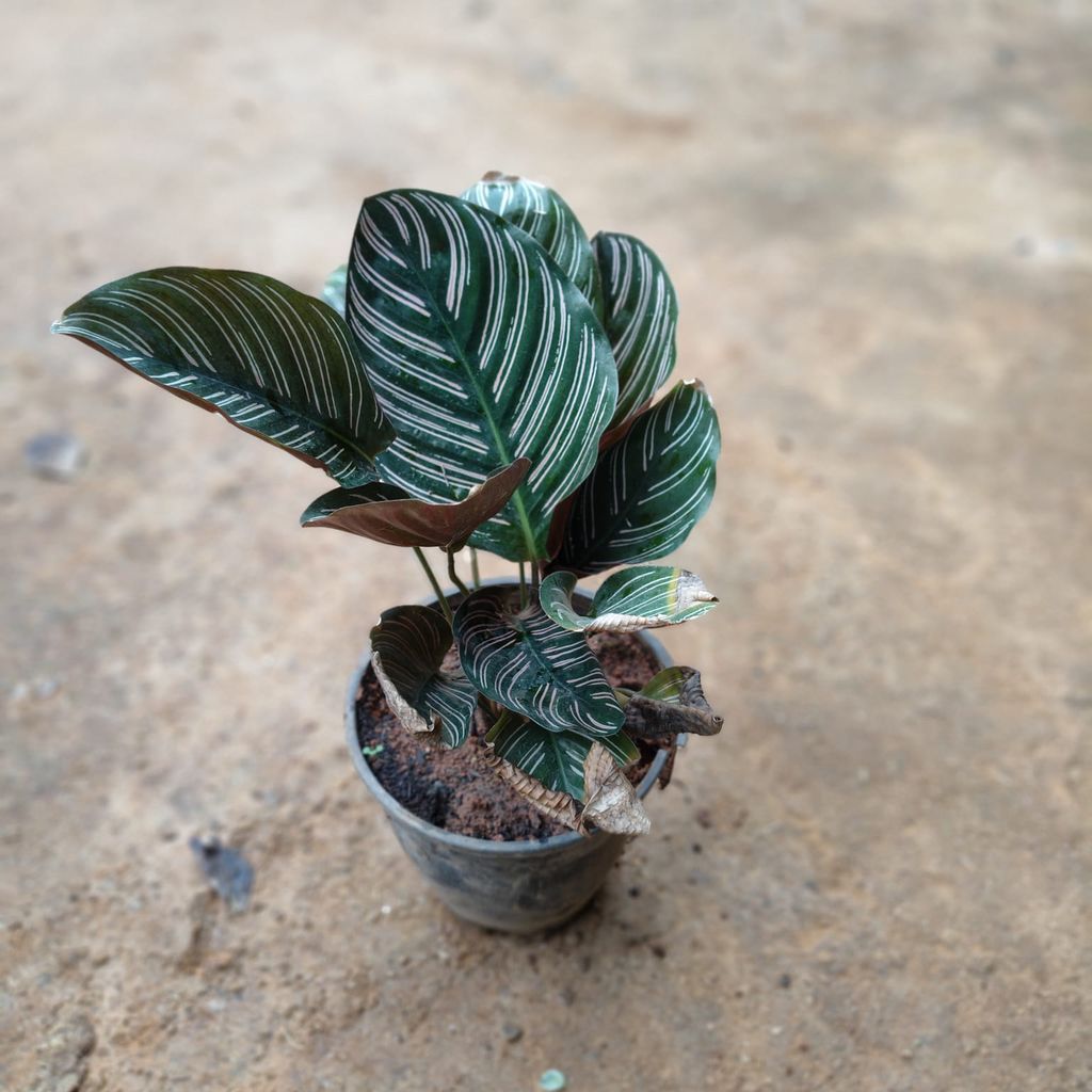 Calathea Maranta / Prayer Plant in 5 Inch Nursery Pot