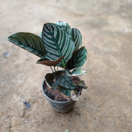 Buy Calathea Maranta / Prayer Plant in 5 Inch Nursery Pot Online | Urvann.com