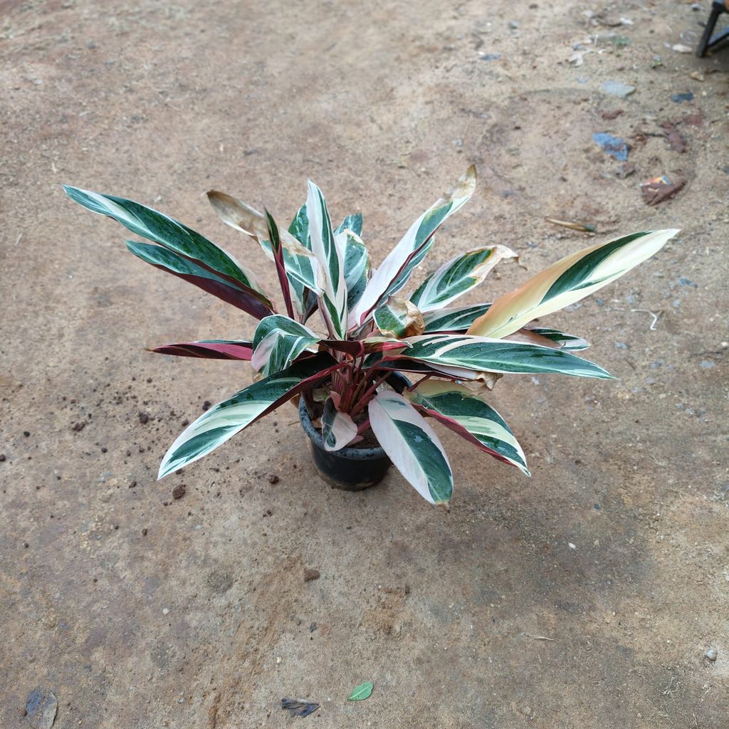 Alpinia  in 10 Inch Nursery Pot