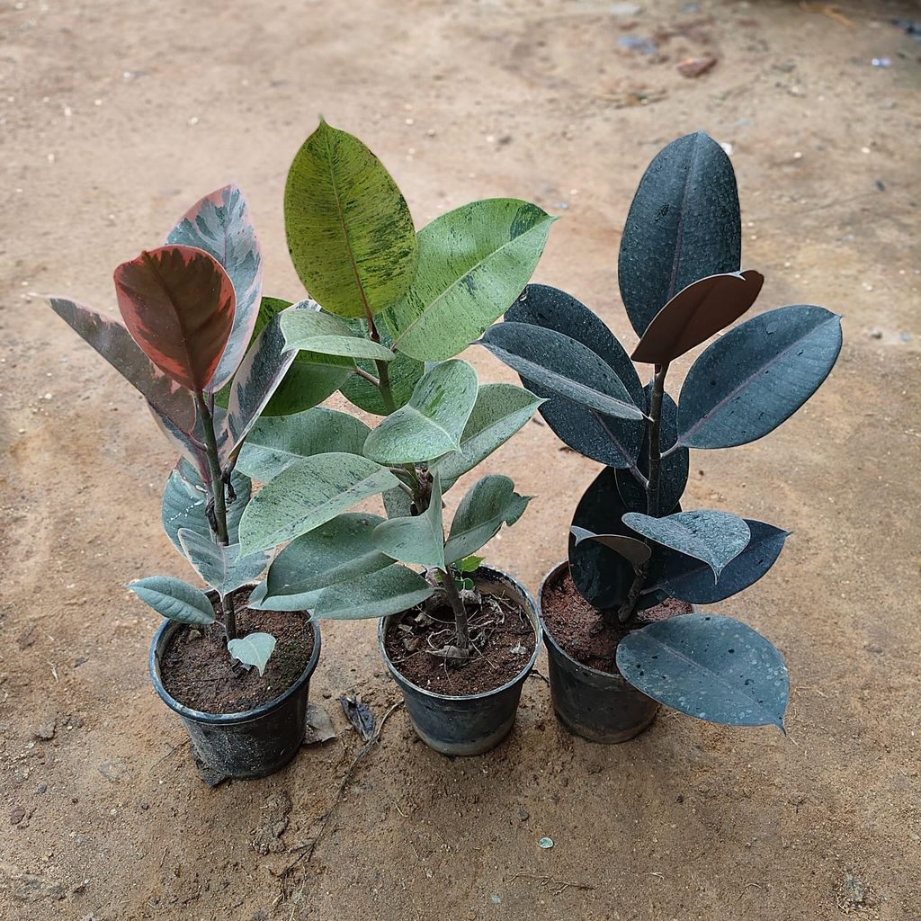 Set of 3 - Rubber (Pink, Green & Variegated Green) in 5 Inch Nursery Pot