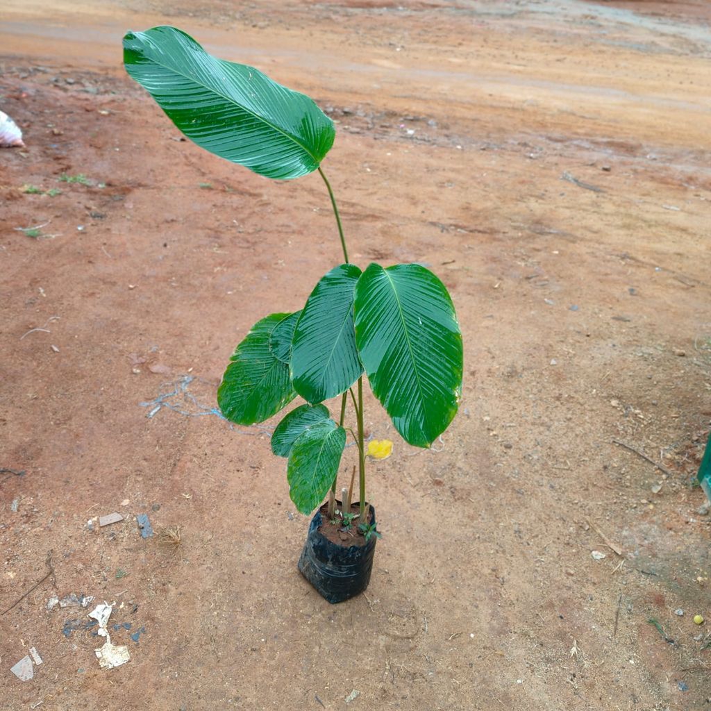 Calathea Big Leaf in 10 Inch Nursery Bag