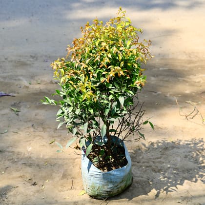 Buy Syzygium (~ 2 Ft) in 10 Inch nursery bag Online | Urvann.com