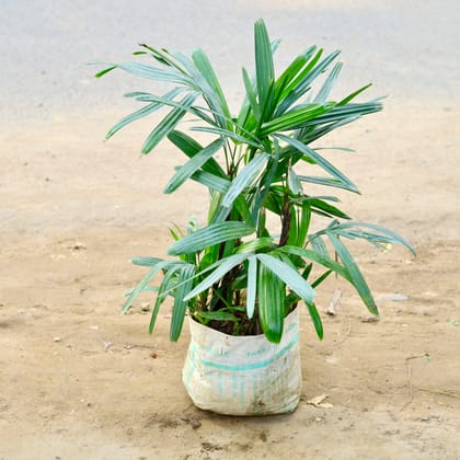 Buy Raphis Palm (~ 4 Ft) in 10 Inch nursery bag Online | Urvann.com