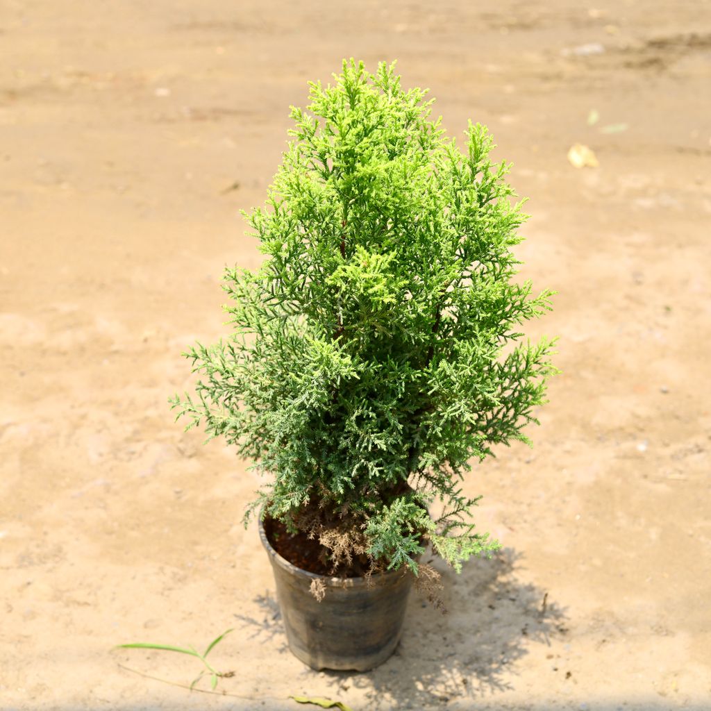 Cypress in 6 Inch nursery pot