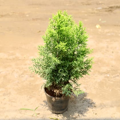 Buy Cypress in 6 Inch nursery pot Online | Urvann.com