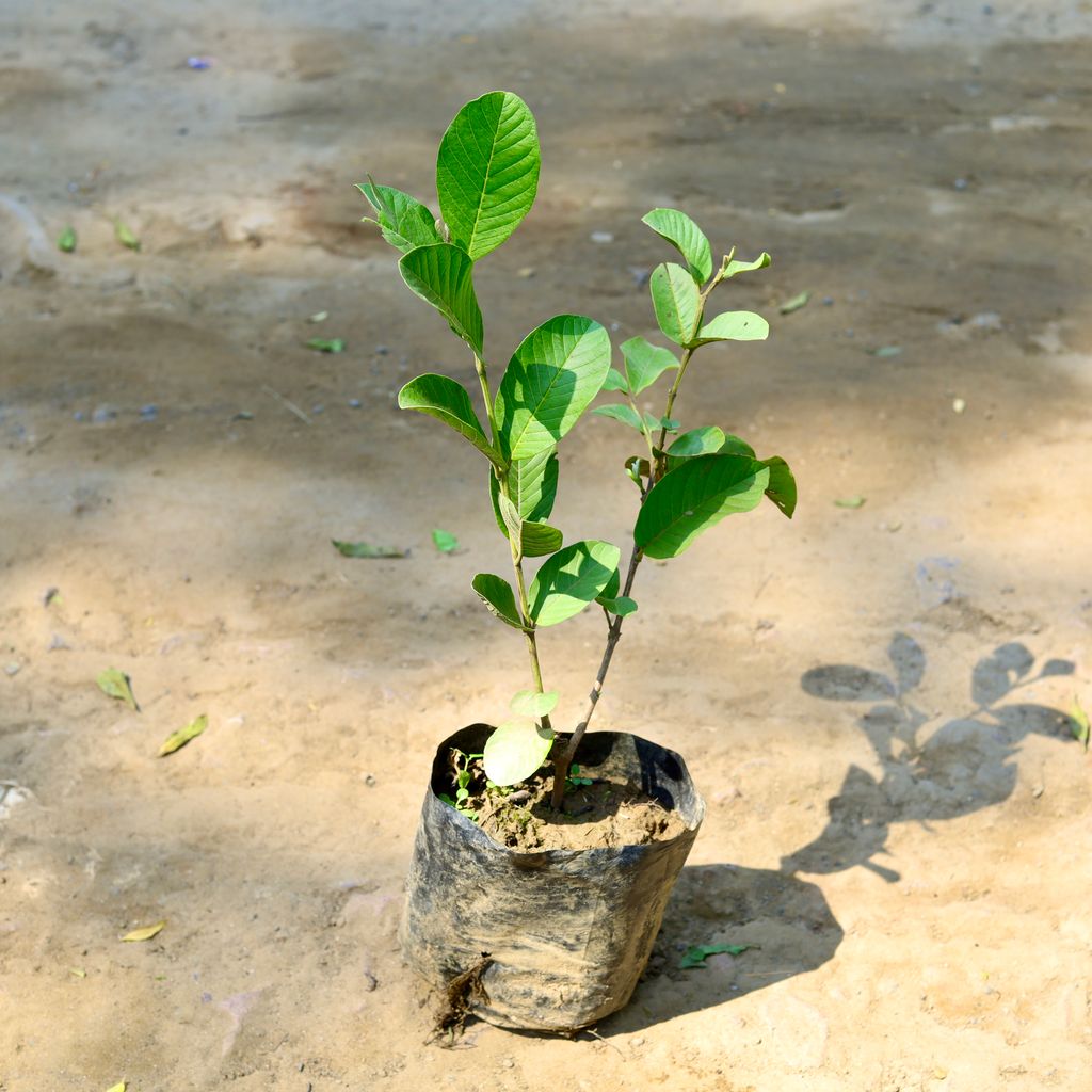 Guava Pink Fruit (~ 1.5 Ft) in 6 Inch nursery bag