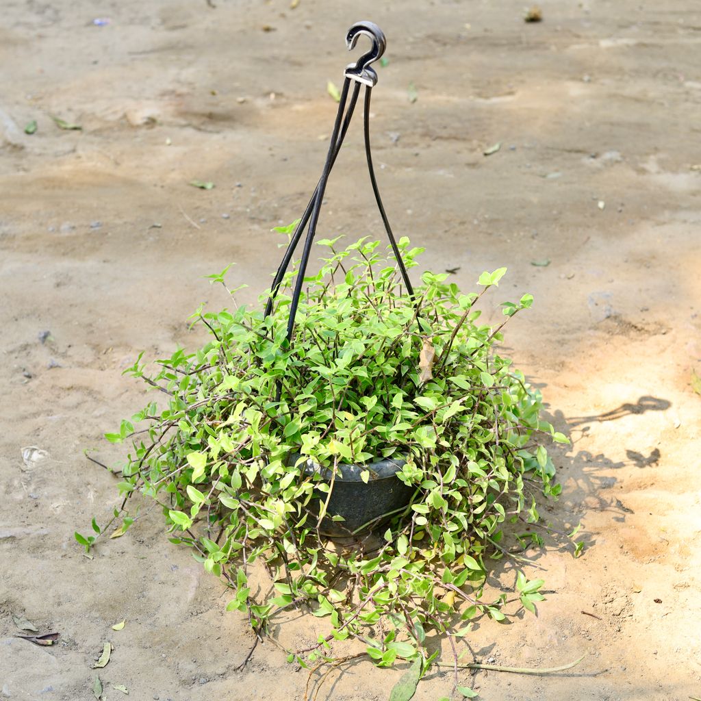 Creeping Inchplant in 8 Inch Black Hanging Basket