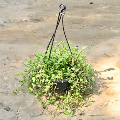 Buy Creeping Inchplant in 8 Inch Black Hanging Basket Online | Urvann.com