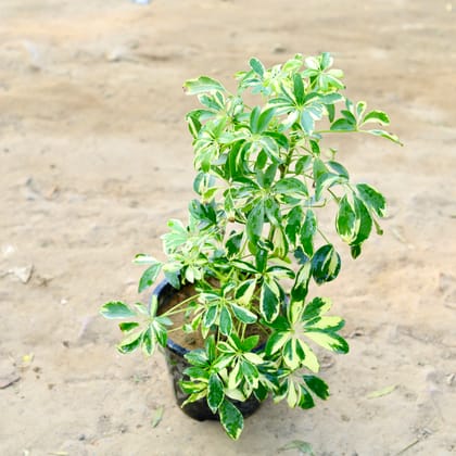 Buy Schefflera Vareigated (~ 2 Ft) in 8 Inch nursery pot Online | Urvann.com