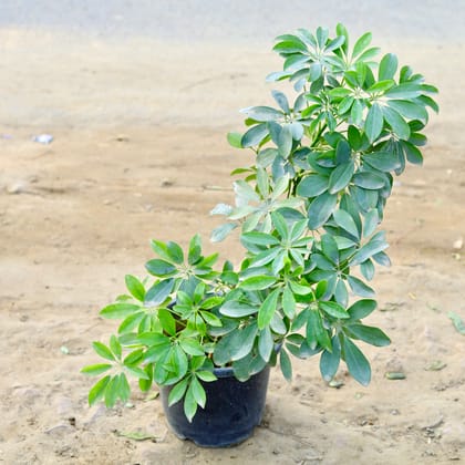 Buy Schefflera Green (~ 2.5 Ft) in 8 Inch nursery pot Online | Urvann.com