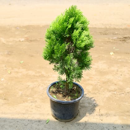 Buy Morpankhi Green (~ 2 Ft) in 10 Inch nursery pot Online | Urvann.com