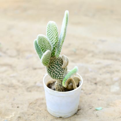 Buy Bunny Ear Cactus in 3 Inch nursery pot Online | Urvann.com