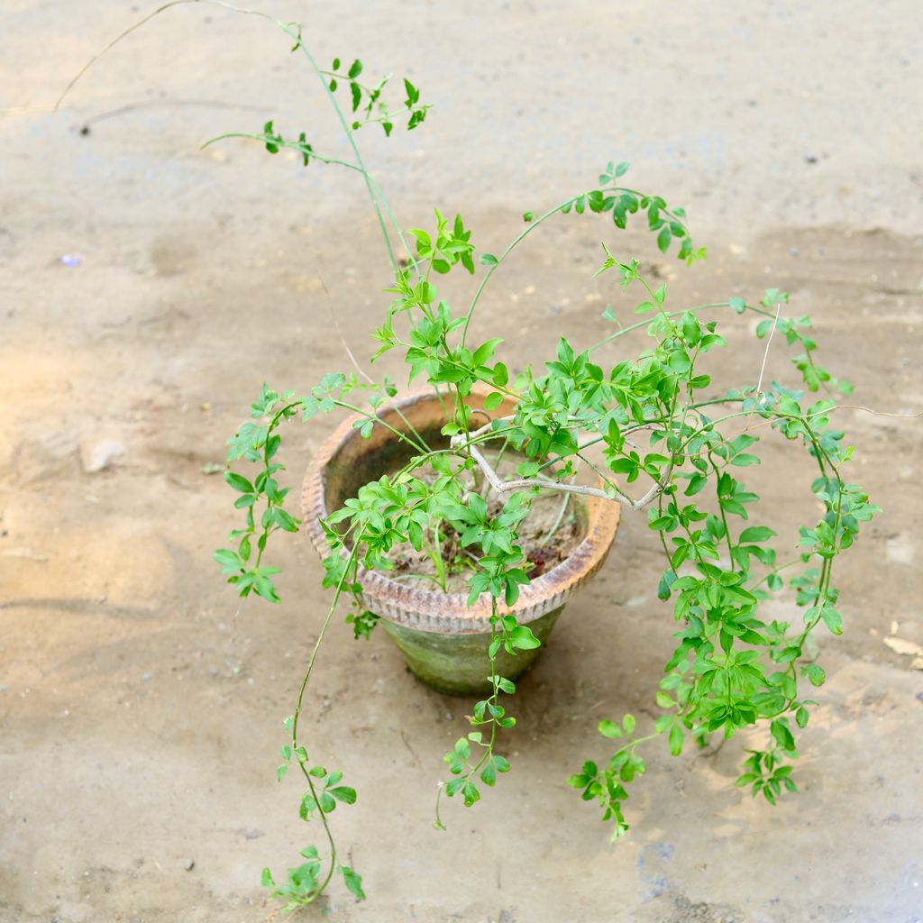 Chameli White (~ 1.5 Ft) in 8 Inch Clay Pot