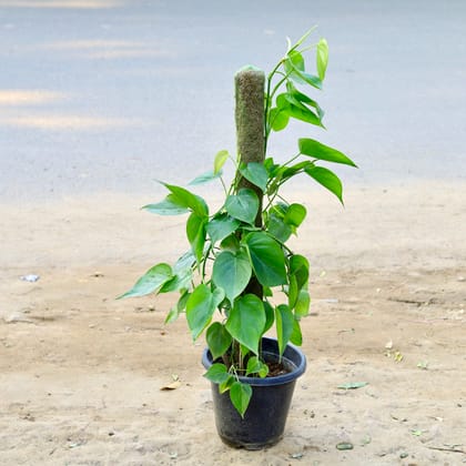 Buy Oxycardium Green with 3 Ft Moss Stick in 6 Inch nursery pot Online | Urvann.com