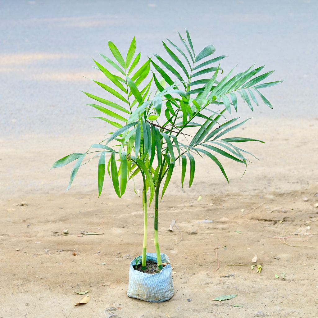 Cane / Bamboo Palm in 6 Inch nursery bag