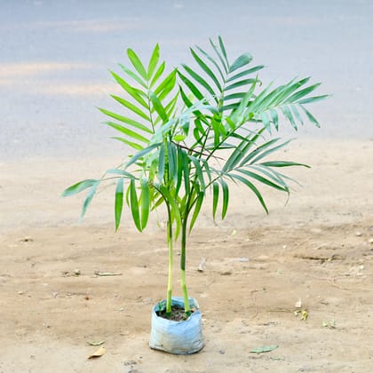 Buy Cane / Bamboo Palm in 6 Inch nursery bag Online | Urvann.com