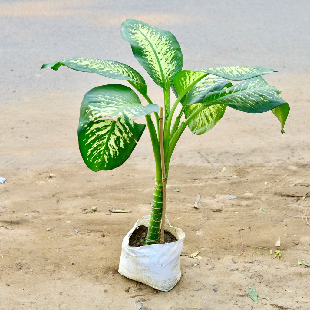 Dieffenbachia Seguine (~ 3 Ft) in 10 Inch nursery bag