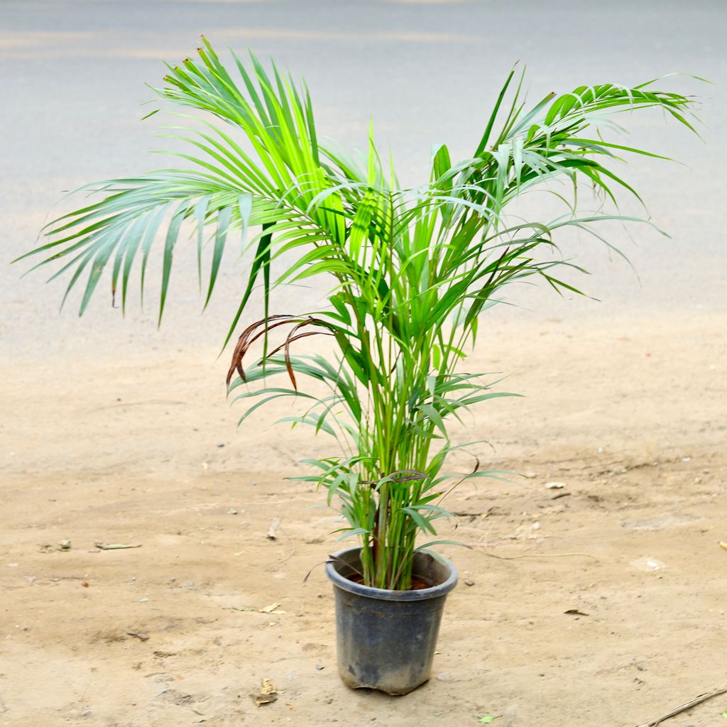 Areca Palm (~ 3 Ft) in 8 Inch nursery pot - Best Air Purifying Indoor Plant