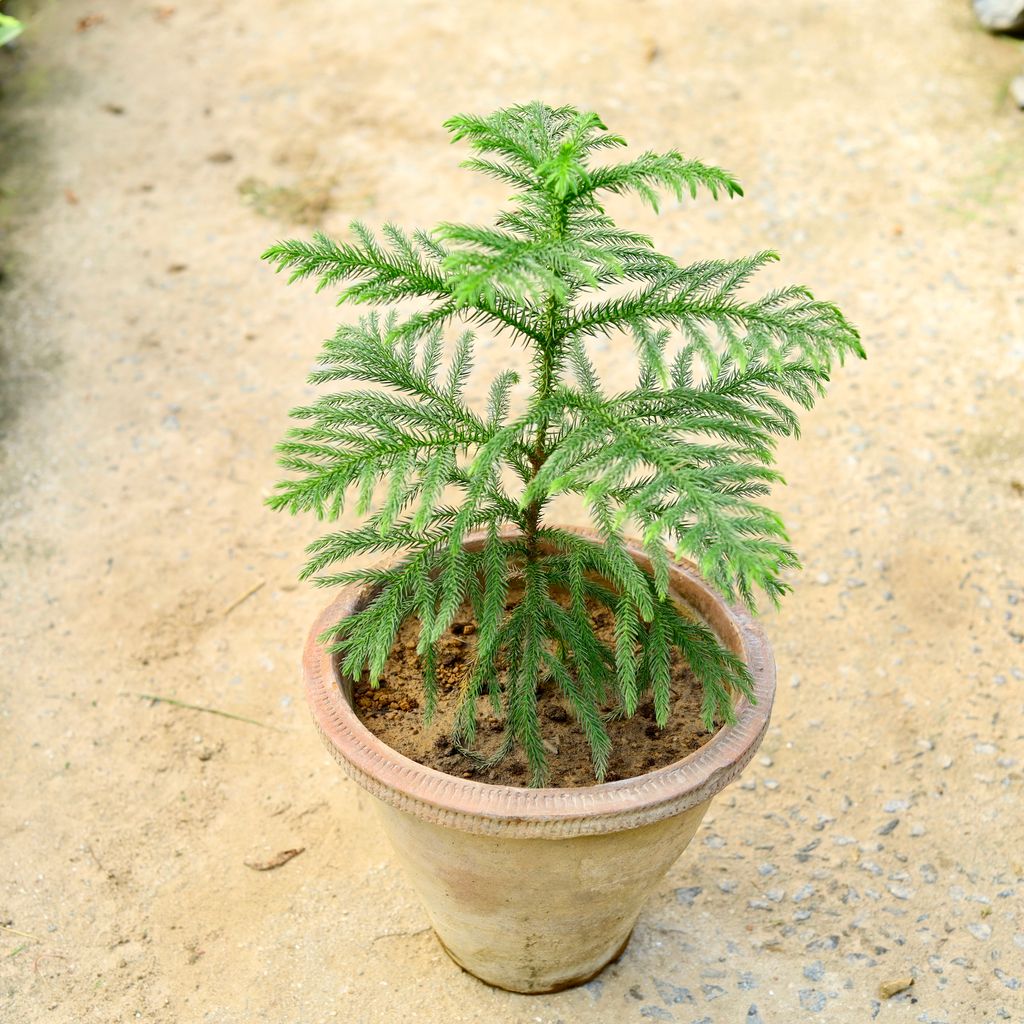 Araucaria / Christmas Tree (~ 1.5 Ft) in 10 Inch Clay Pot