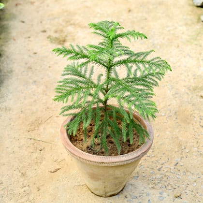 Buy Araucaria / Christmas Tree (~ 1.5 Ft) in 10 Inch Clay Pot Online | Urvann.com