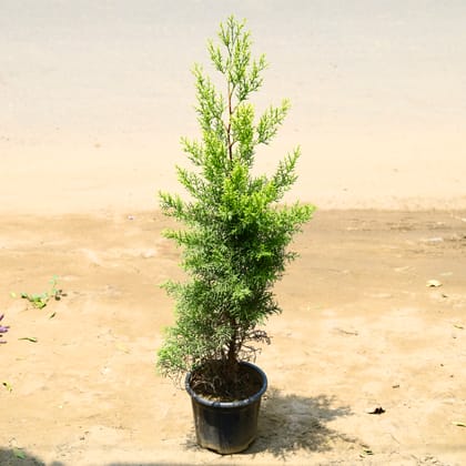 Buy Cypress (~ 3 Ft) in 8 Inch nursery pot Online | Urvann.com